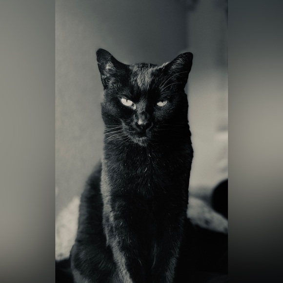 Meet your Posher, Kel - Picture 2 of 4